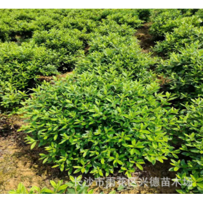 批發杜鵑 冠幅80-100cm毛杜鵑球 春杜球 規格多 量大