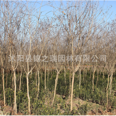 紫薇樹苗供應(yīng)紅花紫薇苗庭院觀花苗木百日 園林綠化植物紫薇樹