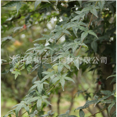 批發(fā)精品日本紅楓樹苗 行道風(fēng)景樹 三季紅楓 工程綠化苗木