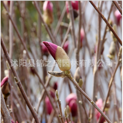 紫玉蘭盆栽 觀花氣味芳香室內(nèi)盆景苗 綠化花木庭院種植紫玉蘭小苗