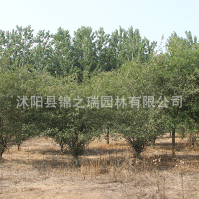 垂絲海棠樹批發(fā) 可盆栽垂絲海棠花樹海棠盆景園林綠化苗木