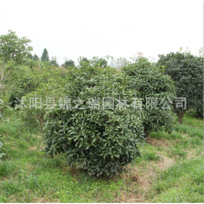 庭院可盆栽金桂花苗 綠化工程苗木 觀花植物 金桂桂花樹苗批發(fā)