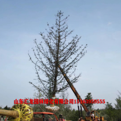 中國銀杏之鄉(xiāng)基地現(xiàn)貨批發(fā)15、18、20、25、28、30公分銀杏樹