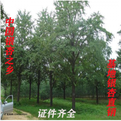 批發(fā)銀杏樹 中國銀杏之鄉(xiāng)基地批發(fā)銀杏樹園林綠化銀杏樹 銀杏樹