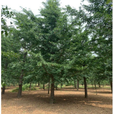 廠家供應3-60公分銀杏樹 規(guī)格多樣 基地批發(fā) 價格合理 園林綠化
