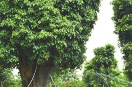 調(diào)研把脈，市政協(xié)引“智慧水”澆灌中山花木