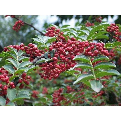 花椒苗 杜梨苗 刺槐苗 鈣果苗