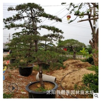 苗圃五針松盆栽價格 好看造型迎客松盆景苗公園景區綠化植物樹苗