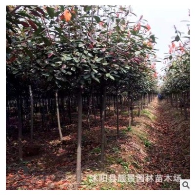 沭陽現(xiàn)貨紅葉石楠樹苗 園林綠化大喬木樹 高分枝紅葉石楠球價格