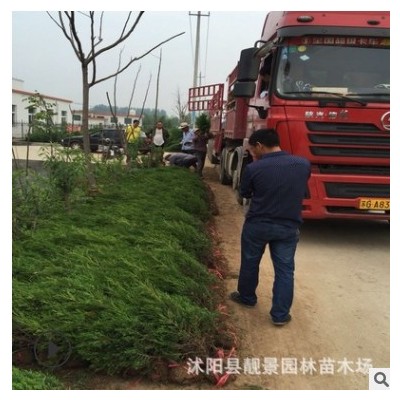 江蘇綠化苗木基地 園林苗木小蜀檜（蜀檜樹高1-4米）墓地常用樹苗