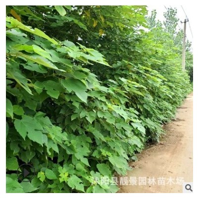 苗圃構樹苗 楮樹苗 野葡萄樹荒山綠化 飼養構樹葉南北方種植