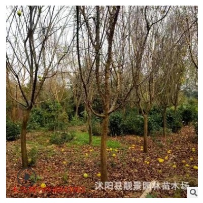 江蘇批發木瓜 庭院栽海棠 盆栽地栽木瓜 規格齊全 基地優惠
