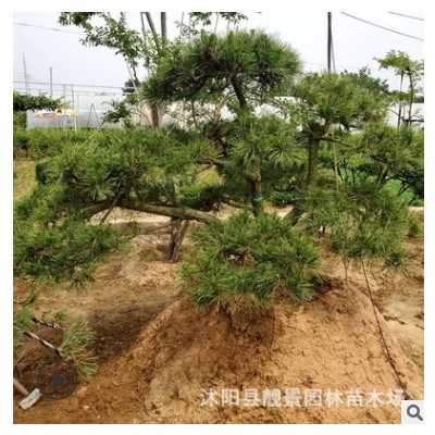江蘇批發(fā)黑松樹(shù)苗 迎客松造型 庭院植物黑松造型樹(shù) 量大從優(yōu)