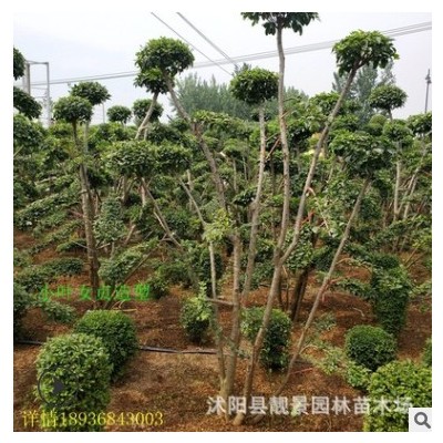 小葉女貞造型樹批發(fā) 庭院種植 四季常青 園林綠化小葉女貞苗 基地