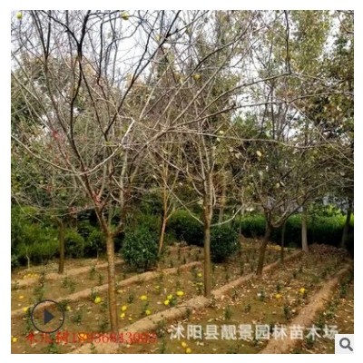 大量木瓜海棠基地 供應鄒皮木瓜樹價格 庭院觀賞開花植物