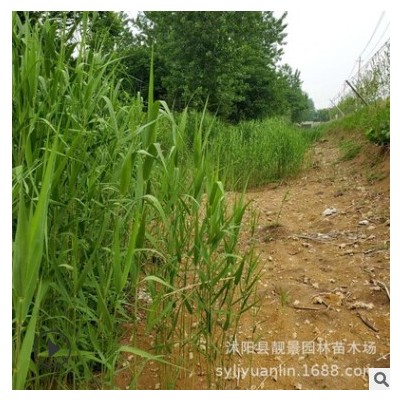 基地供應水生蘆葦苗 公園水池水生植物 水體綠化 蘆葦根濕地綠化