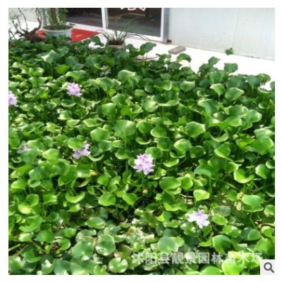 江蘇沭陽水生花卉批發 鳳眼蓮 水葫蘆水體綠化樹苗 河道治理植物