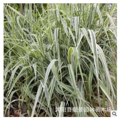 花葉蘆竹 水生花卉 蘆竹 花邊蘆竹盆栽 池塘植物蘆葦綠化工程用