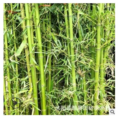 園林綠化竹子樹苗 剛竹青竹長青別墅圍墻觀賞竹類植物 苗圃