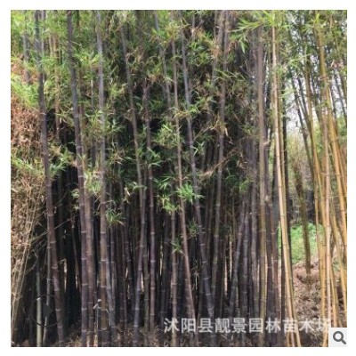 綠化 紫竹批發 秋冬紫 竹 盆栽庭院陽臺觀賞四季不落葉竹子植物