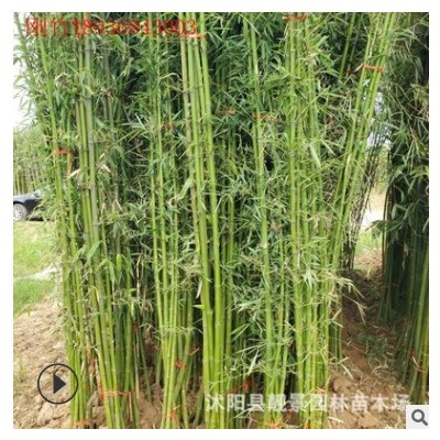 沭陽早園竹價格 青皮竹 四季種植 庭院景觀竹子樹苗 大量供應