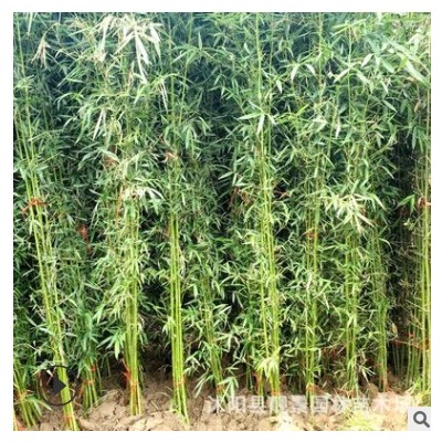 沭陽早園竹價格 青皮竹 四季種植 庭院景觀竹子樹苗 大量供應