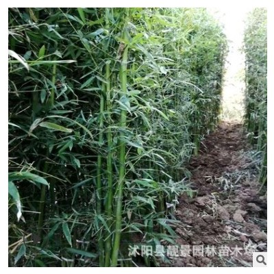 批發竹子 庭院觀賞竹綠化植物庭院圍墻別墅陽臺綠化青竹盆栽 優惠