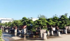 每一個(gè)老平洲人都逛過的市場，要拆了……