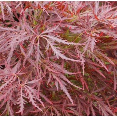 【大毅苗木】供應(yīng)雞爪楓小苗 綠化苗木 工程苗木 各種規(guī)格