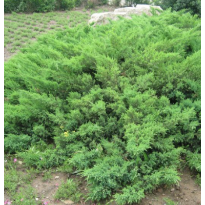 供應(yīng)地柏鋪地柏鋪龍柏綠化灌綠化植物各種規(guī)格量大優(yōu)惠