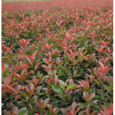 紅葉石楠球庭院綠化苗園林綠化工程苗室外四季長(zhǎng)青彩色植物