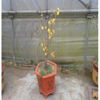 臘梅帶花苞花苗樹(shù)苗梅花盆栽濃香型花卉盆景冬季耐寒庭院室外植物