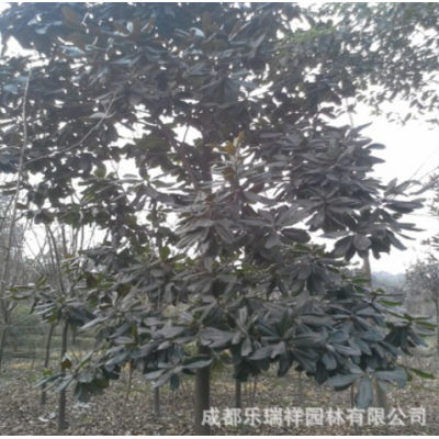 廣玉蘭批發 工程苗木 綠化苗木 廣玉蘭基地 規格齊全