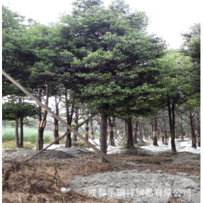 香樟批發 熟貨香樟成活率高 綠化苗木 規格齊全 基地直銷叢生香樟