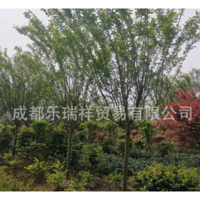 西湖海棠批發 綠化苗木 工程苗木 西湖海棠 基地直銷 規格齊全