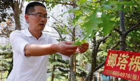 「肥西苗卉 貝海拾珠」“苗”準(zhǔn)市場需求 走出苗木經(jīng)營新路子
