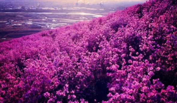 杜鵑花的鑒賞與養(yǎng)護(hù)管理，值得收藏