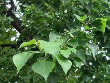 烏桕的種植方法和養(yǎng)護(hù)技巧