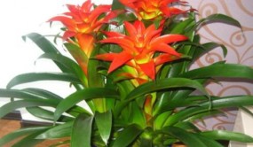 鳳梨科植物養護方法