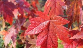 美國紅楓小苗的種植及養護方法（非常重要?。?></a>
<span id=