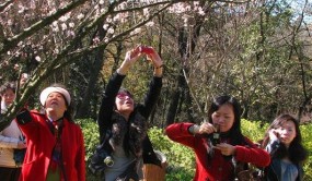 春風先到彩云南 萬樹梅花次第開 第二十六屆昆明梅花節開幕
