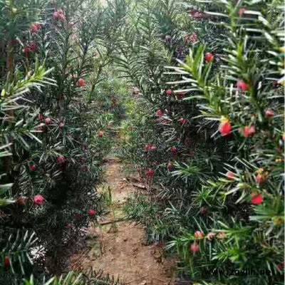 曼地亞杯苗紅豆杉 紅豆杉杯苗產地供應 30-40公分價格