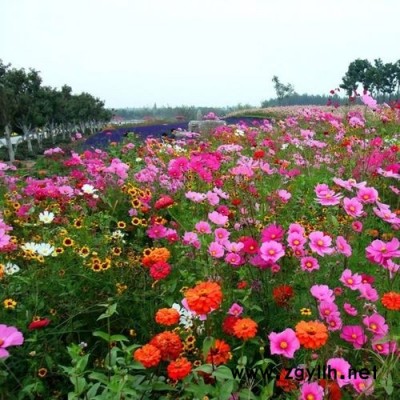 廣東廣州農(nóng)家樂(lè)美化綠化適用花種花卉