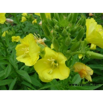 廣西桂林綠化月見(jiàn)草景區(qū)公園花種