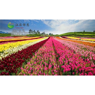 無憂樹種子種植技術方法...免費試鐘