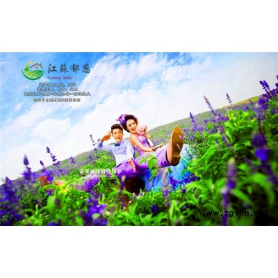 蜀葵種子哪里有賣的...高發芽率