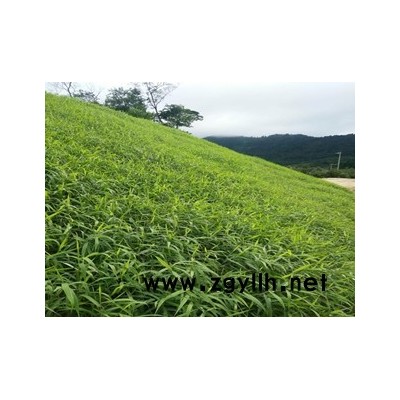 廣西省邊坡復(fù)綠植草常用灌木種子廠家直銷