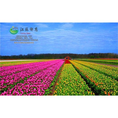 羅勒種子種植技術方法...高發芽率