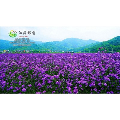 高雪倫種子一般多少錢一斤...免費試鐘