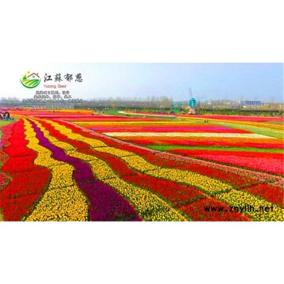 光皮樹種子一般多少錢一斤...認(rèn)證企業(yè)